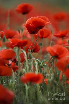 some red flowers are in the grass and there is no image on this page to describe