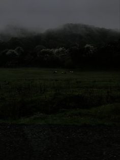 some sheep are grazing in a field on a foggy day