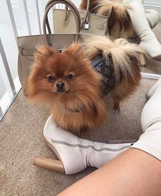 two small dogs are sitting in front of a woman's handbag and purse