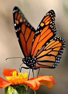 an orange and black butterfly sitting on top of a yellow flower next to another orange flower