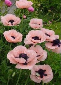 pink flowers with black centers in a garden