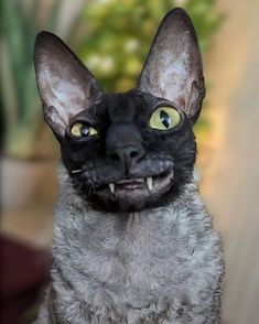 a close up of a cat with yellow eyes and a surprised look on its face