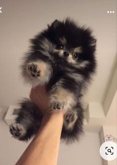 a person holding a small dog up to the ceiling