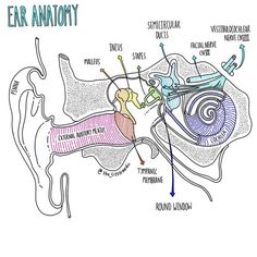 an ear anatomy diagram with the parts labeled