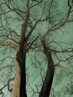 two large trees with no leaves on them