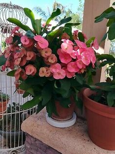 some pink flowers are sitting on a ledge near other potted plants in front of a birdcage