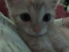 a kitten is sitting on someone's lap and looking at the camera with big eyes