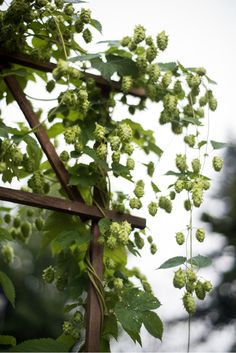 hops growing on a trellis in an outdoor area with trees and sky in the background