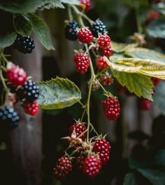 blackberries and raspberries are growing on the tree