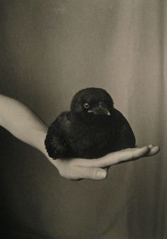 a person holding a small bird in their hand