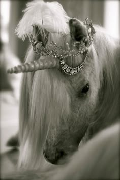 a pony with a feathered headdress on it's face