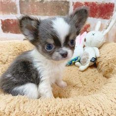 a small dog sitting on top of a bed next to a stuffed animal rabbit toy