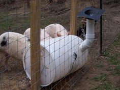 two white sheep in a fenced area with one laying on top of the other