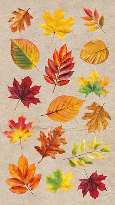 an assortment of different colored leaves on a piece of paper