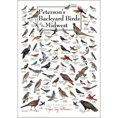 a poster with many different kinds of birds in the middle of it's frame