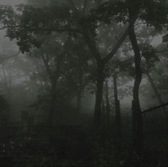 foggy forest with trees and fence in the foreground