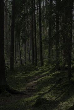 a path in the middle of a forest with lots of trees and grass on it