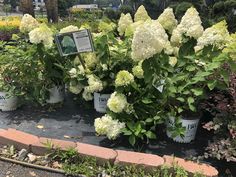 many white flowers are in buckets on the ground