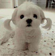 a small white dog sitting on top of a bed