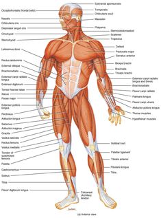 the muscles and their major structures are labeled in this diagram, with labels on each side