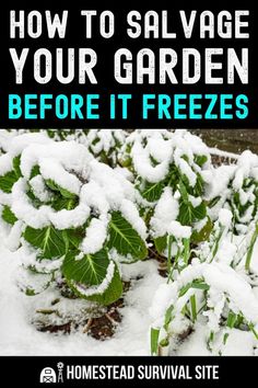 some plants covered in snow with the words how to salvage your garden before it freezes