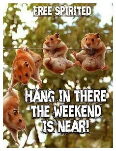 three hamsters hanging in there on a line with the caption free spirited hang in there the weekend is near