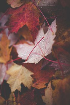 autumn leaves with drops of water on them