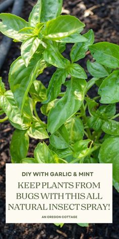 some plants that are growing in the dirt with text overlay saying diy with garlic & mint keep plants from bugs with this all natural insect spray