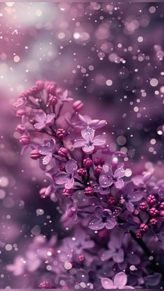 purple flowers in the rain with water droplets on them and blurry boke background