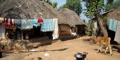 two cows standing in front of some huts with laundry hanging on the clothesline above them