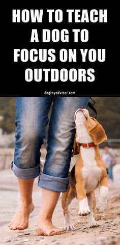 a dog standing next to its owner with the words how to teach a dog to focus on you outdoors