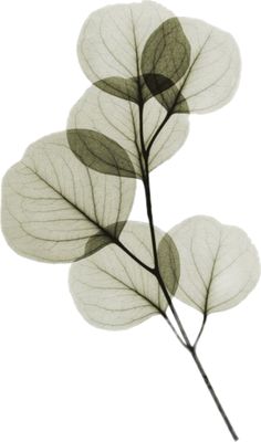 three leaves are shown on a white background