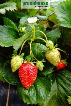 two strawberries are growing on the green leaves