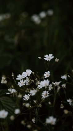 small white flowers are growing in the dark