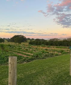 an open field with lots of plants and trees in the background at sunset or dawn