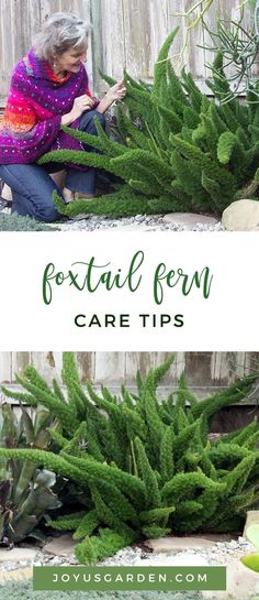 a woman sitting on the ground next to some plants with text overlay that reads foxtail fern care tips