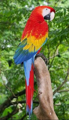 a colorful parrot perched on top of a tree branch