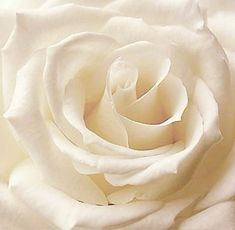 a close up view of a white rose