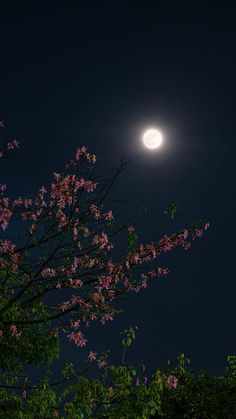 the full moon shines brightly in the night sky above some trees with pink flowers