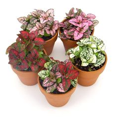 small potted plants are arranged in a circle on a white surface, with pink and green leaves