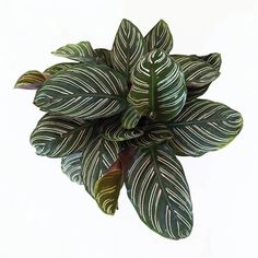 Calathea Ornata Pinstripe Calathea Ornata, Inside Plants, Pink Pin, Tree Tops, Dark Beauty, Succulent Planter, Top View, Plant Lover, Green Thumb