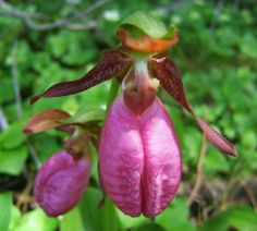 a close up of a pink flower on a plant with green leaves in the background