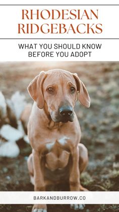 a brown dog sitting on top of a field next to white flowers and text that reads, rhoden ridgebacks what you should know before you adopt