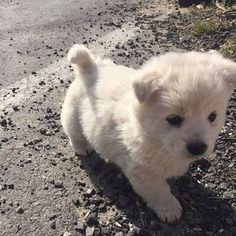 a small white dog standing on the side of a road next to grass and rocks