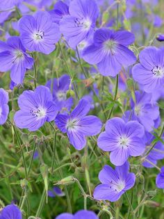 many purple flowers are growing in the grass