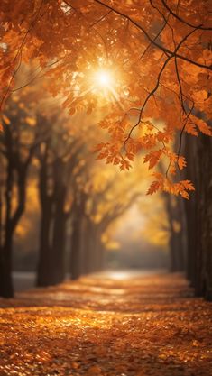 the sun shines through trees in an autumn forest