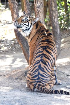 a tiger sitting on the ground next to a tree