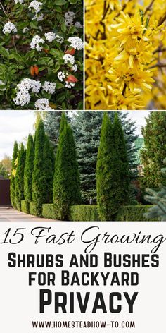 different shrubs and bushes with text overlay that reads 15 fast growing shrubs and bushes for backyard privacy