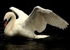 a white swan with its wings spread out in the water