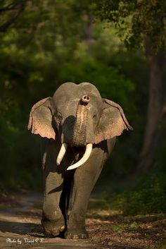 an elephant with tusks walking down a dirt road